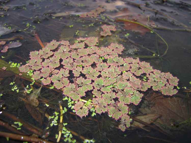 Azolla filiculoides